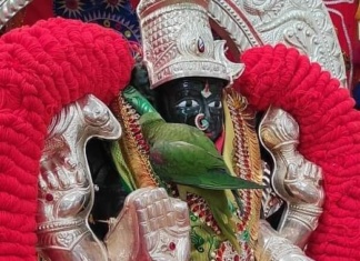 பெனுகொண்டா வாசவி அம்மன் சிலை மீது தேடி வந்து அமர்ந்த கிளி